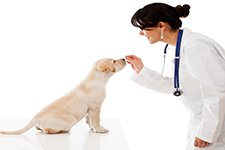 Veterinary Pharmaceutical & Animal Health