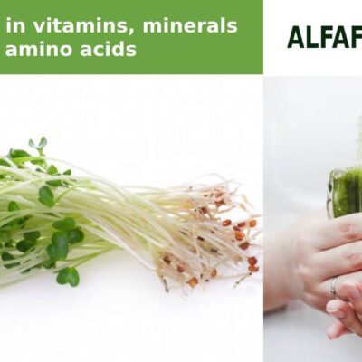 Alfalfa powder