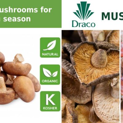 Draco Mushrooms – Shiitake