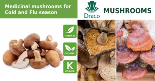 Draco Mushrooms – Shiitake